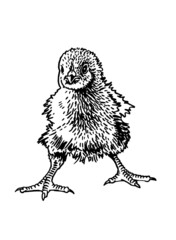Hand-drawn vector chick isolated on white background, domestic animal, grahical element