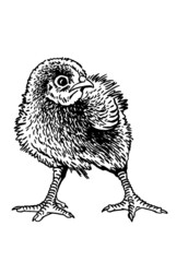 Hand-drawn vector chick isolated on white background, domestic animal, grahical element