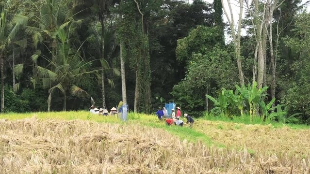 Women moving seperation device for rice harvesting on a paddy field in Bali, Indonesia harvesting rice, mid wide shot