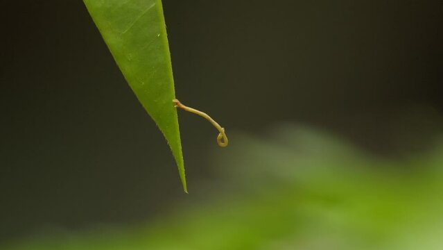 Geometer moth caterpillar balances precariously on tip of jungle leaf.