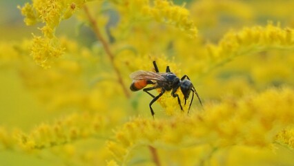 fly on a yellow flower