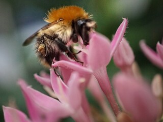 bee on a flower