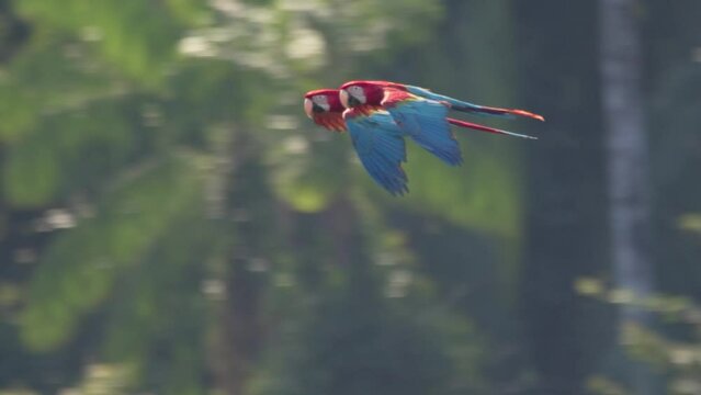 Slow motion clip following two Scarlet Macaws flying through Tambopata jungle.