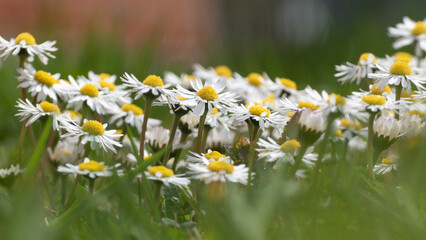 Group of flowers in lawn close up, side view of bunch of wild daisy flowers in field in spring - selective focus