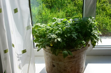 tomato seedlings grown on the window of the house for planting in the garden with their own hands