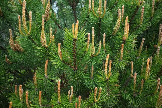 Pinus sylvestris, Scotch pine, European red pine Scotch pine or Baltic pine. Selective sharpness.