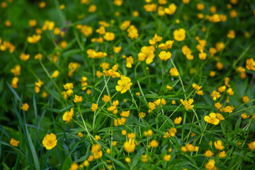 small yellow flowers on a background of green grass, botany, wildlife, green meadow, background, texture