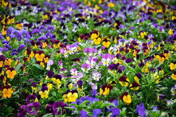 Violets blooming in the spring garden