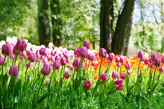 Beautiful flower bed with colorful tulip flowers in garden, natural green background. blossom spring season. floral nature image, garden landscape design