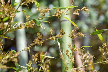 bamboo flower, Bamboo forest background