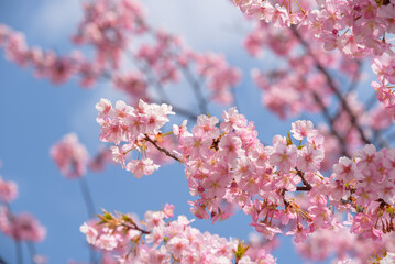 Cherry blossoms, Kawazu Zakura tree