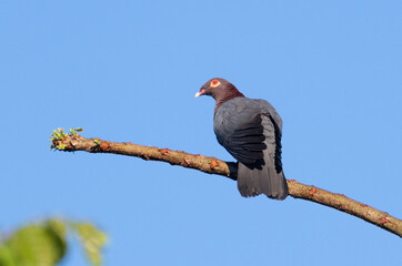 Scaly-naped Pigeon. A caribbean native species 