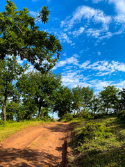 Kocaeli Gebze Denizli Pond and Trees, Forest, walking line