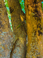 Kocaeli Gebze Denizli Pond and Lizard, tree