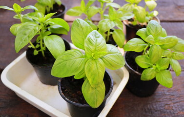 Seedlings of green basil. Young herbs sprouts ready for planting. Gardening concept