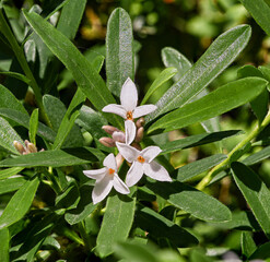 Daphne X Transatlantica ‚Eternal Fragrance‘