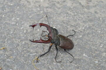 A large specimen of the European Stag beetle with its large claws, a rare insect that lives in the oak forest across Europe