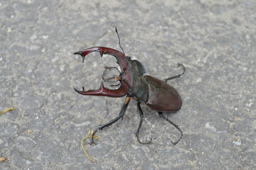 A large specimen of the European Stag beetle with its large claws, a rare insect that lives in the oak forest across Europe