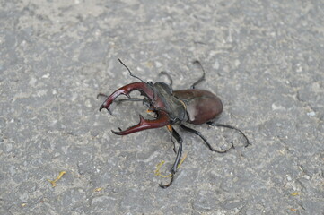 A large specimen of the European Stag beetle with its large claws, a rare insect that lives in the oak forest across Europe
