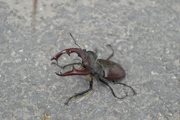 A large specimen of the European Stag beetle with its large claws, a rare insect that lives in the oak forest across Europe