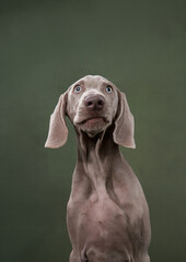 weimaraner puppy on a green canvas background. Funny dog in the studio