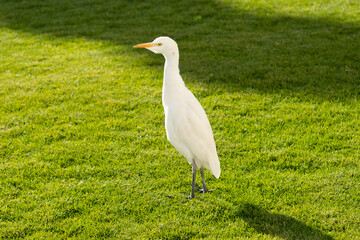 Obraz premium Egyptian heron. A bird walks on a sunny lawn. Green grass and bright sunlight in a warm hot country.