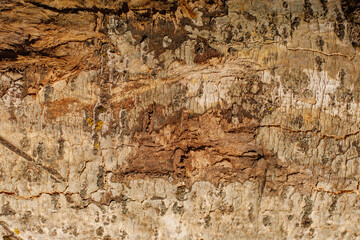 brown texture of the bark of an old tree close-up
