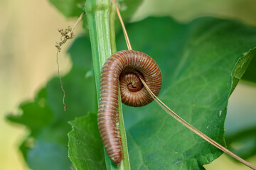 A millipede with its round shape was spotted in the garden.