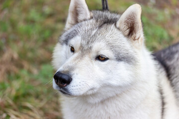 Purebred huskies in the kennel. Portrait of a husky dog in close-up. Husky dog outdoors, blurred brown background