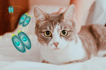 A domestic cat sits on a bed with Toxoplasma parasites. The concept of transmission of parasites...