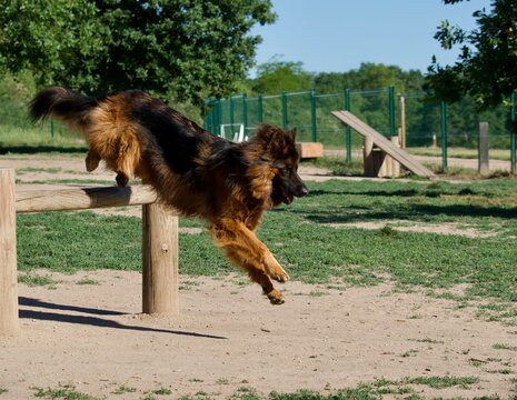 Beautiful young  old german shepherd dog jumping over an obstacle  on an off leash dog park at Lacroix Laval park near Lyon, France