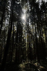 Bright sun rays break through canopy of trees in coniferous wild forest. Silhouettes of pine and spruce trees on sunny day. Nature of Russia, Moscow region.