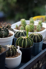 Gymnocalycium Castus full of flower buds.