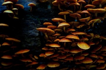 mushrooms on the ground