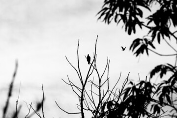 Birds in the distance 