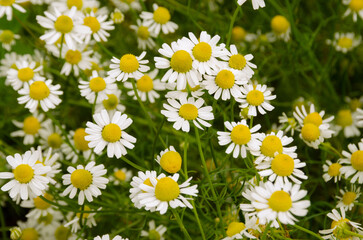 field of daisies flooded with rays of the sun, spring mood