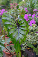 Close up Colocasia pharaoh mask is aquatic plant