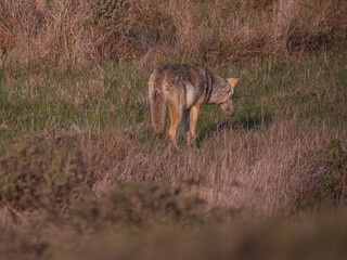Obraz na płótnie Canvas Coyote in field focused on hole in ground. Point Reyes CA