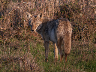 Fototapeta premium Coyote looking straight into camera, Point Reyes CA