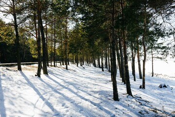 snow covered trees