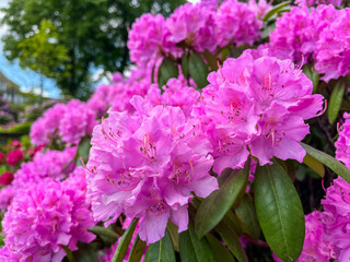 Large pink Rhododendron Flowers in a Public Park in Wuppertal, Germany in spring