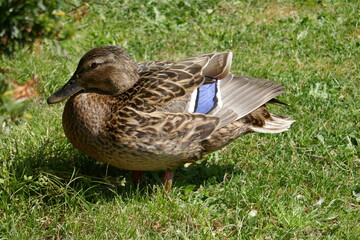 Closeup of a pretty female mallard duck