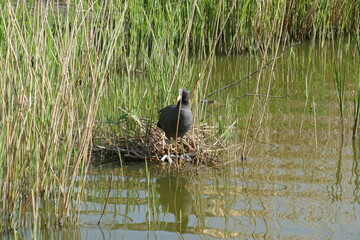 coot on its nest in the reeds