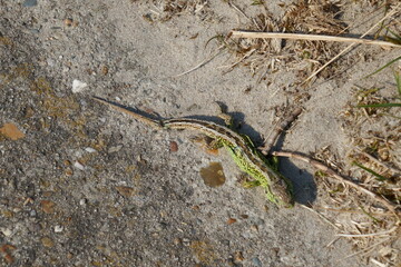 Close-up of a well-camouflaged sand lizard (taken in the dunes of North Holland, The Netherlands)