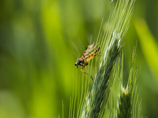 Gemeine Schnepfenfliege