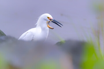 Bird with fish. Snowy egret is hunting a fish but the prey is making C shape tactics to escape from predator. Egretta thula
