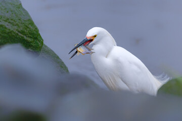 Snowy egret hunted a blue fish successfully after scanning a long time.Bird's life. Success concept. life in a wild.Do it yourself.