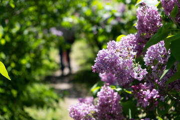 A large branch of light-colored lilac on a bush