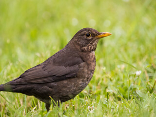 Amsel