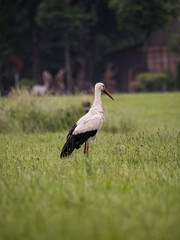 Weißstorch